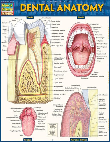Cover of Dental Anatomy QuickStudy Laminated Reference Guide