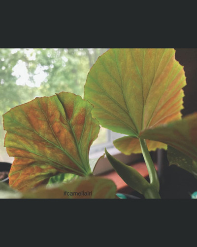 Cover of Through My Eyes (Through My Eyes, Neurodiverse Photography)